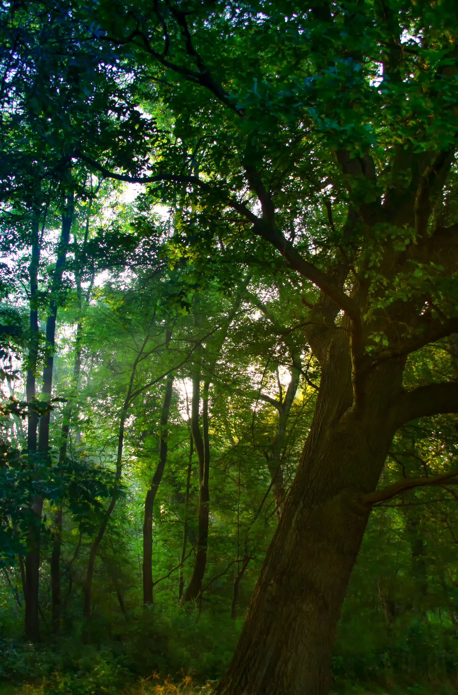 Canon EOS 60D sample photo. Dawn, sunbeam, forest photography