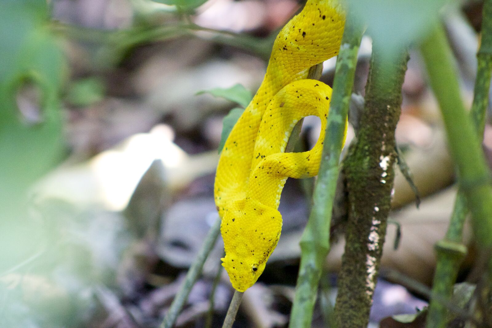 Canon EF75-300mm f/4-5.6 sample photo. Snake, viper, serpent photography