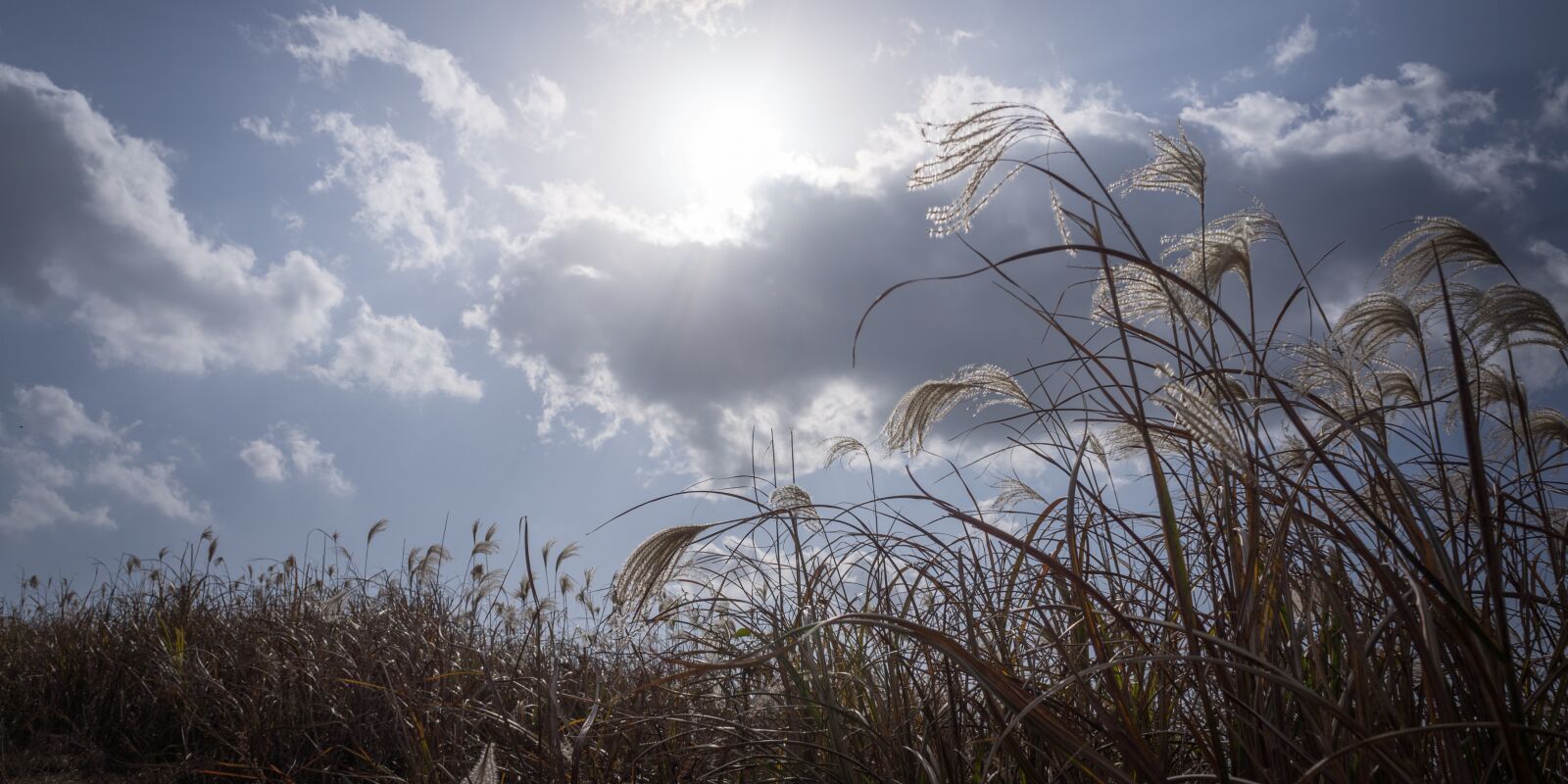 Sony Alpha NEX-5N sample photo. Silver grass, autumn, nature photography