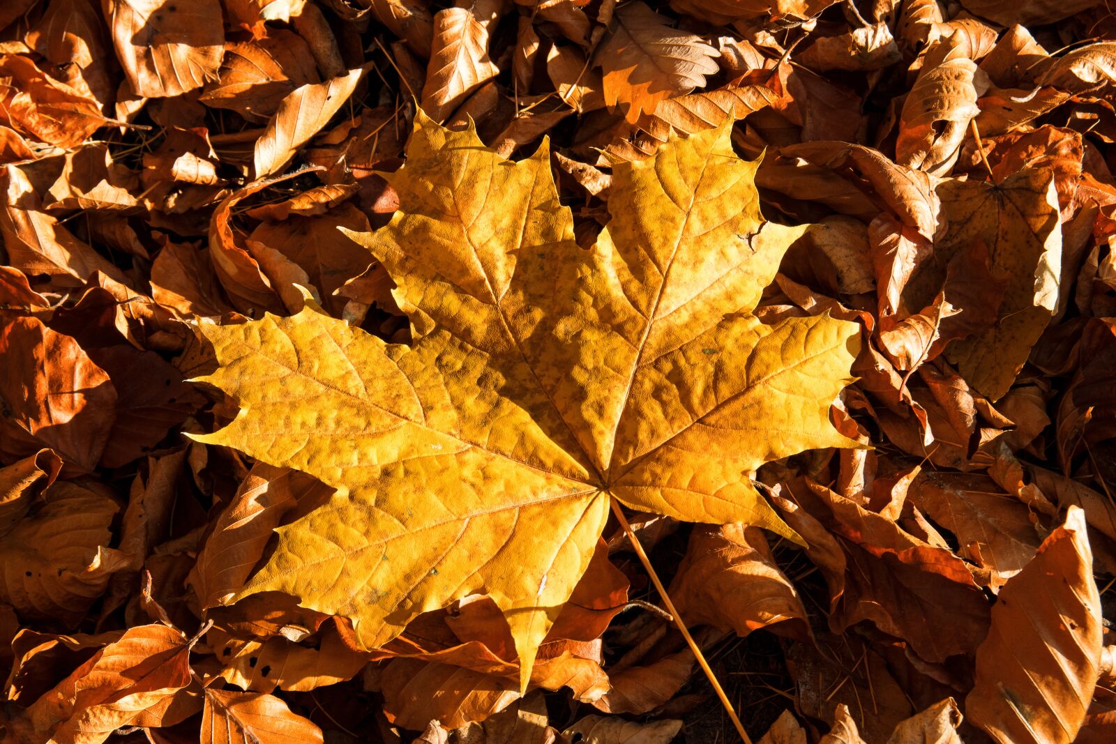 Canon EOS 80D sample photo. Fall foliage, leaves, fall photography