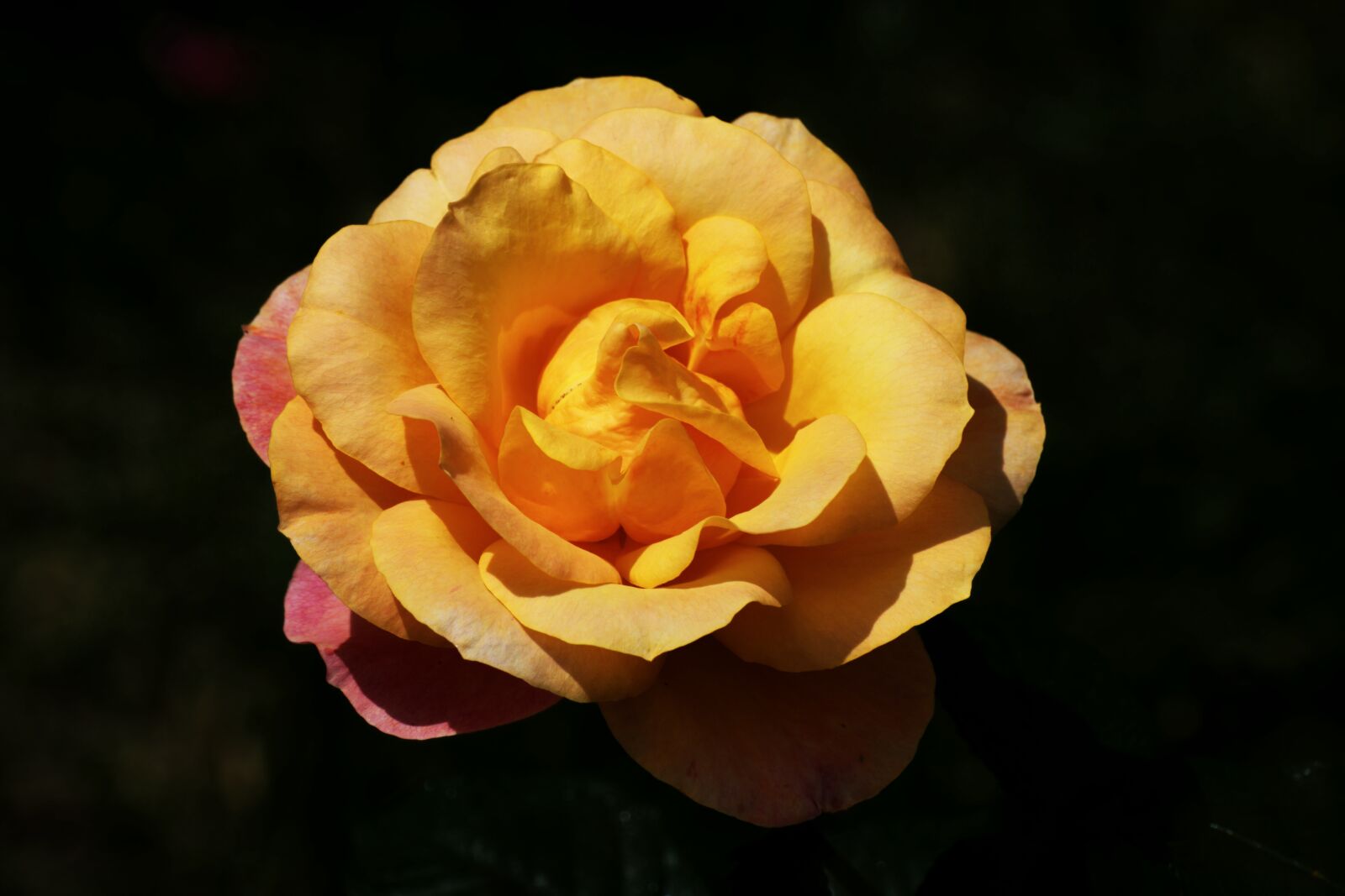 Nikon D5300 sample photo. Flower, petals, orange photography