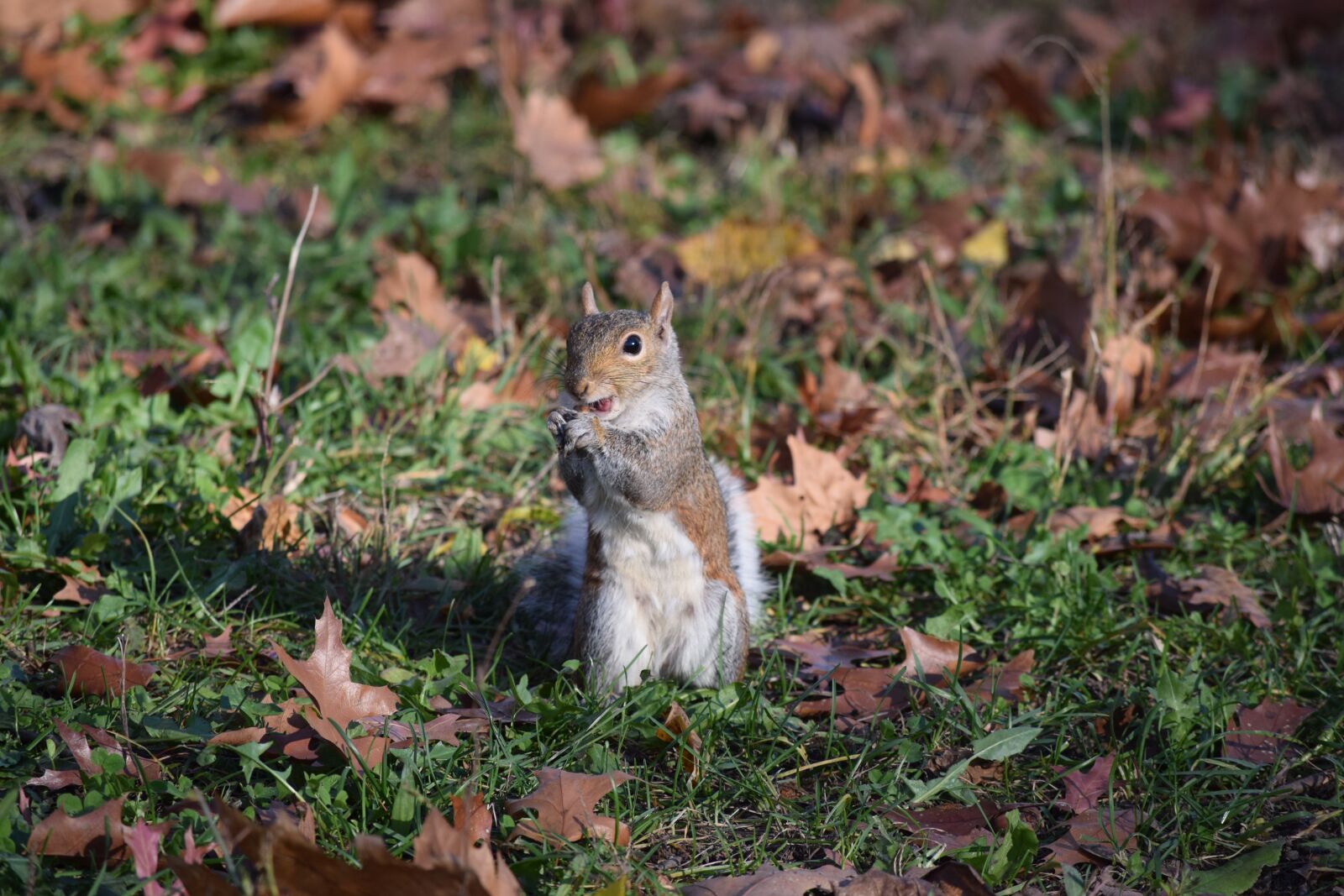 Nikon D3300 sample photo. Squirrel, leaves, cute photography
