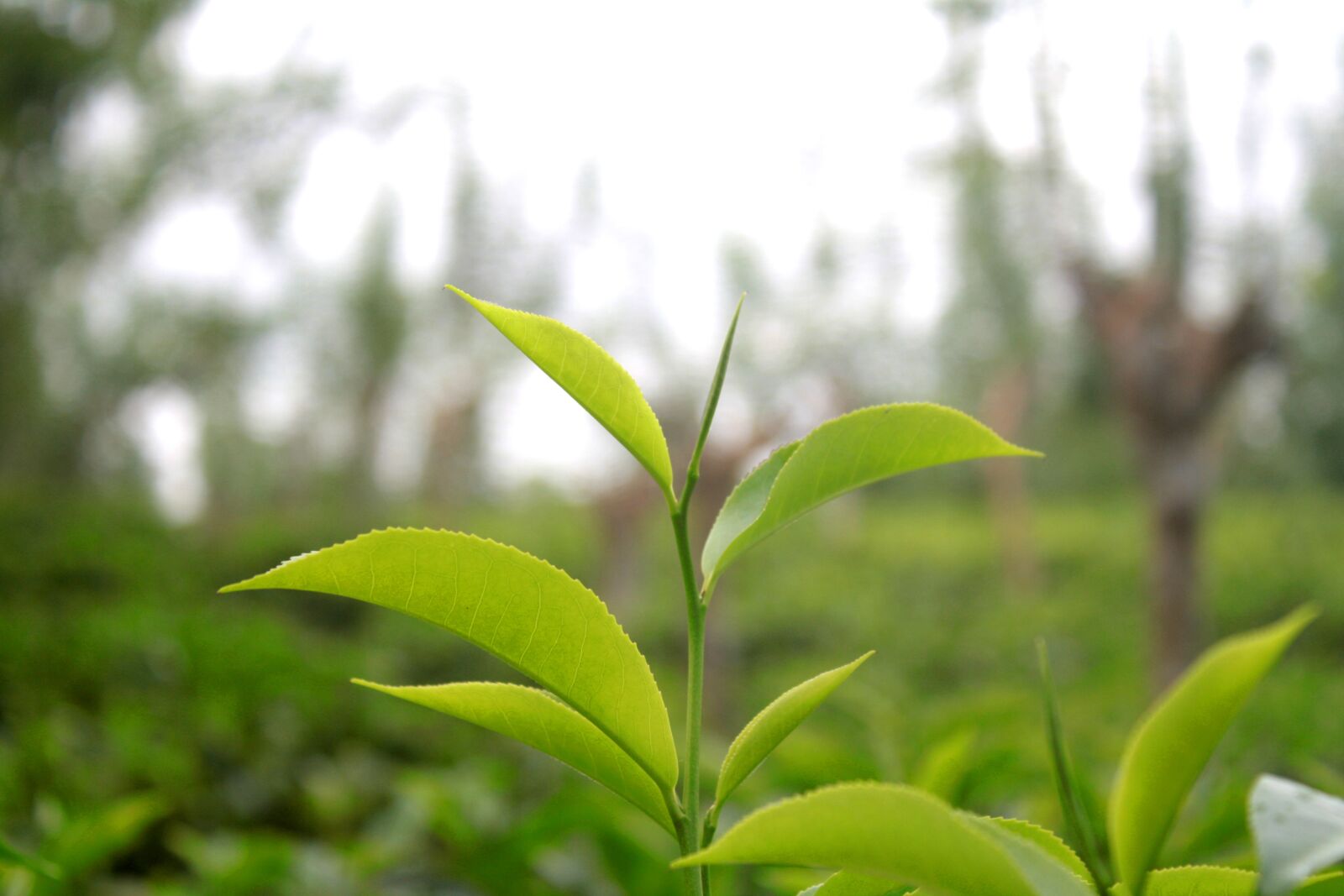 Canon EOS 1000D (EOS Digital Rebel XS / EOS Kiss F) sample photo. Tea leaf, tea leaves photography