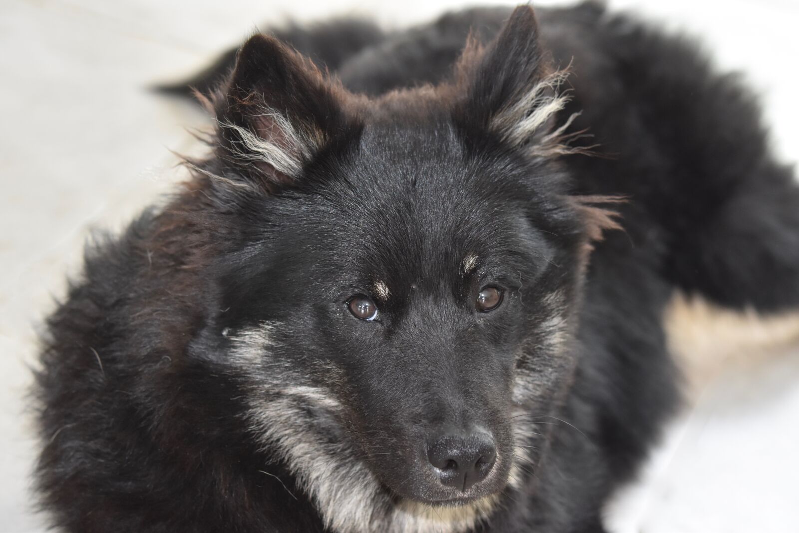 Nikon D5600 sample photo. Dog, pup, puppy photography