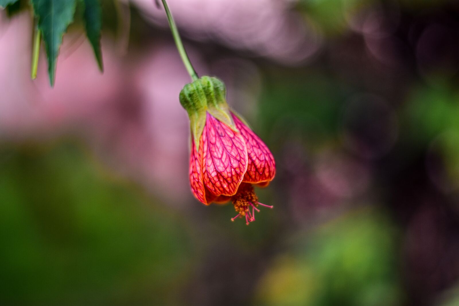 Nikon D3400 sample photo. Cute flower, flower, beauty photography