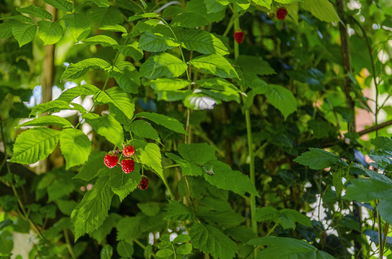 Nikon D7000 sample photo. Raspberry, fruit, red photography