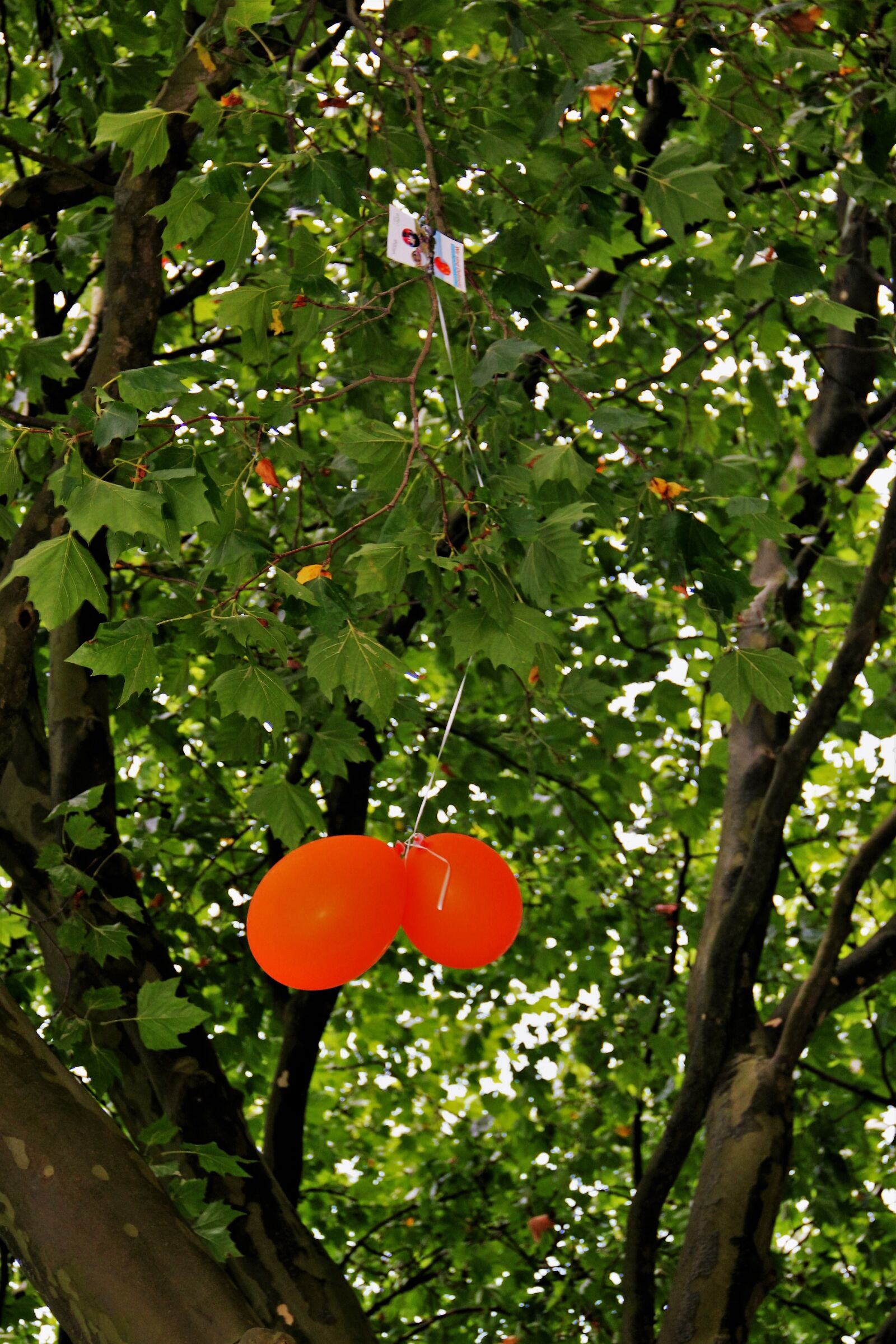 Canon EOS 550D (EOS Rebel T2i / EOS Kiss X4) sample photo. Stuck, air balloon competition photography