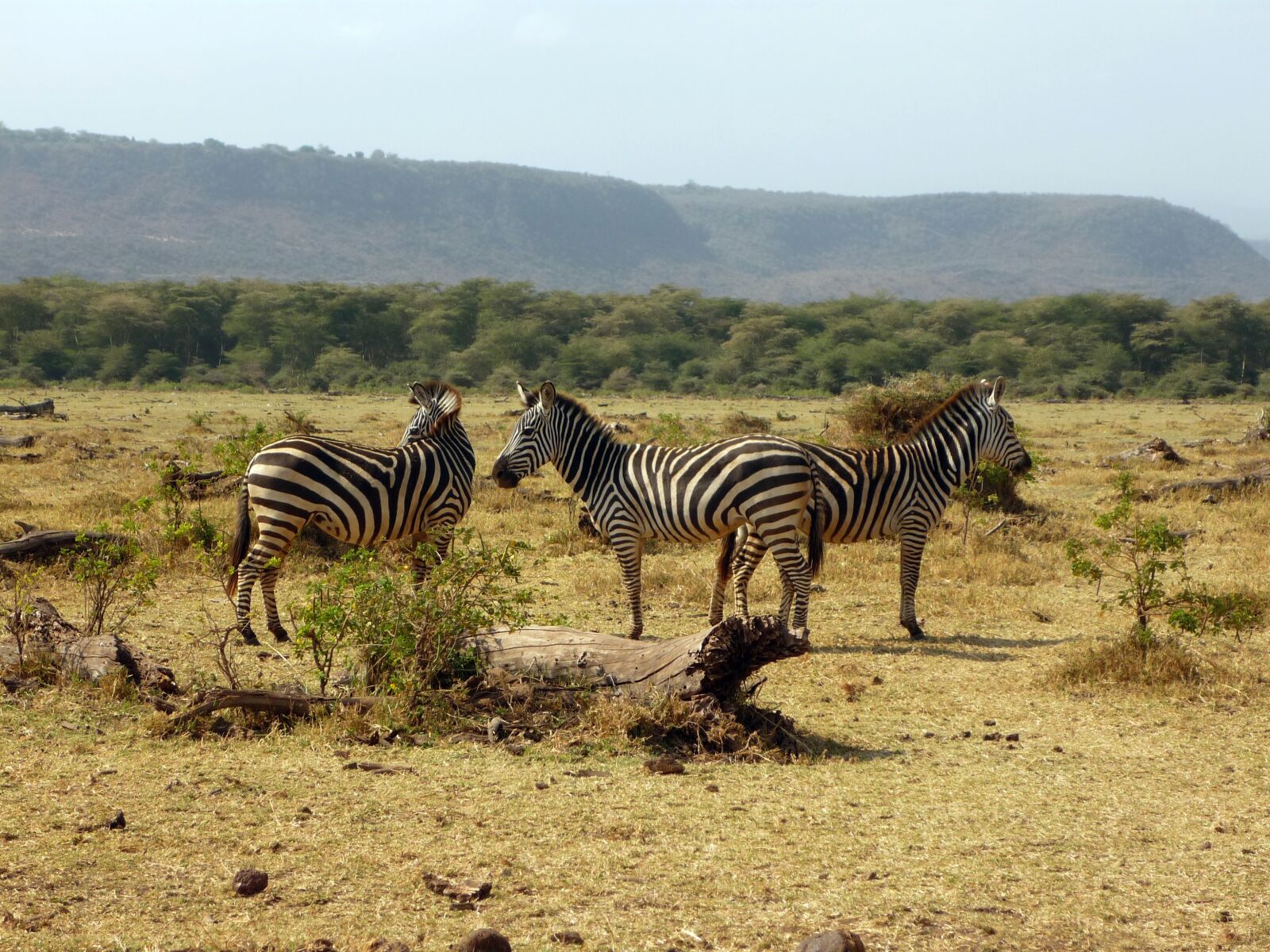 Panasonic Lumix DMC-FS3 sample photo. Zebra, tanzania, africa photography