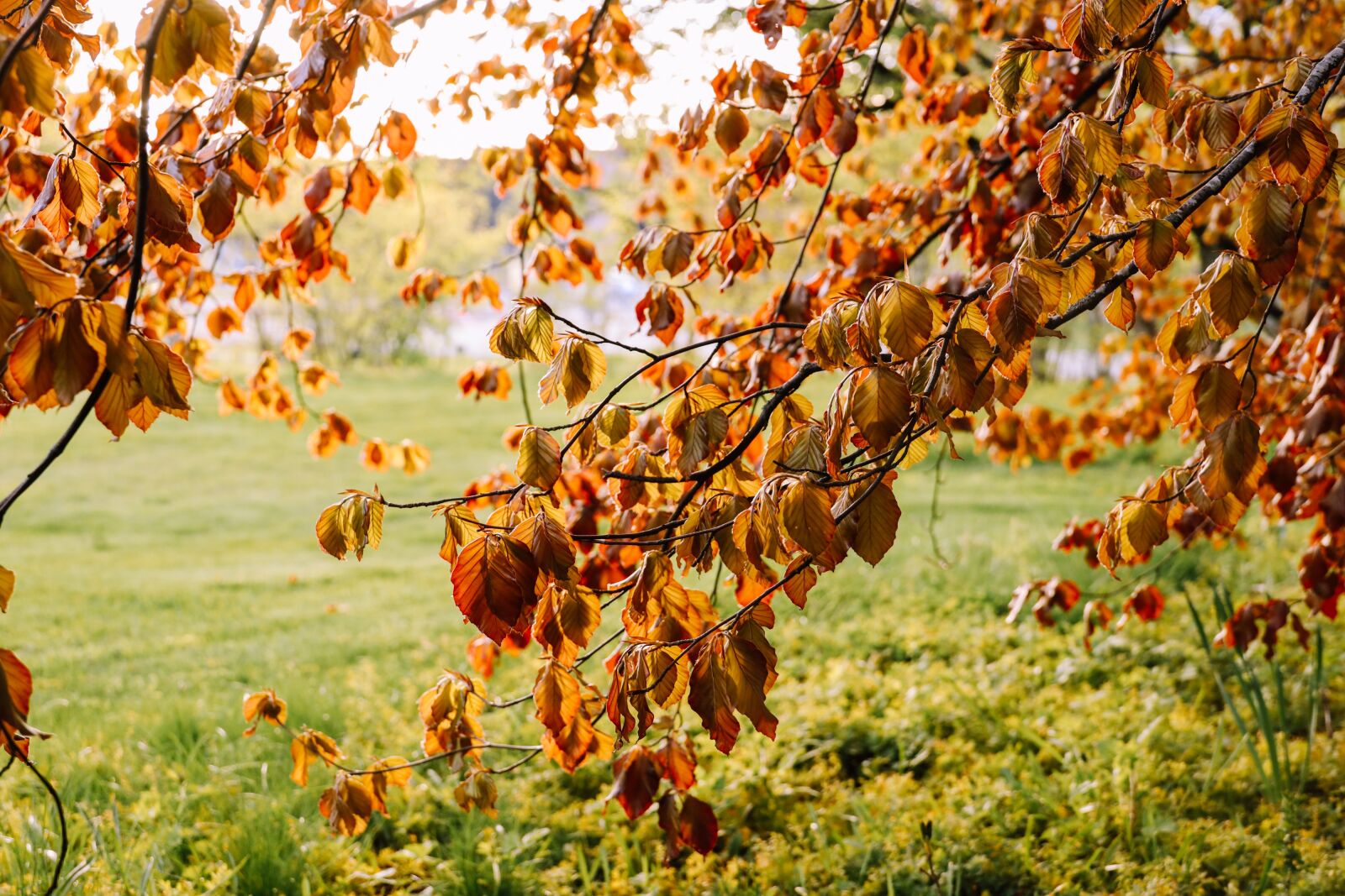 Canon EOS R sample photo. Birch, tree, leaves photography