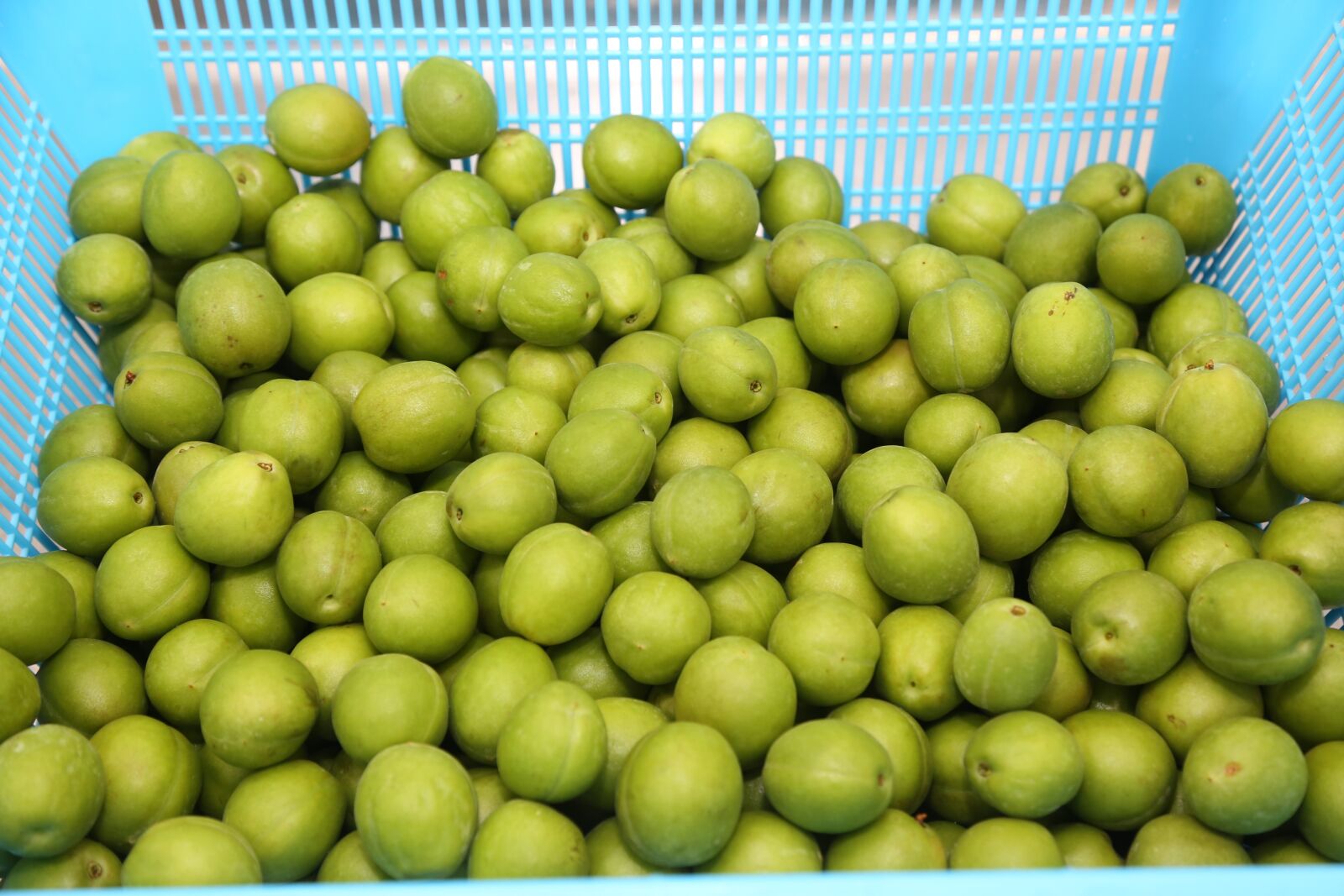 Canon EF 24-105mm F4L IS USM sample photo. Plum, processing, agricultural products photography