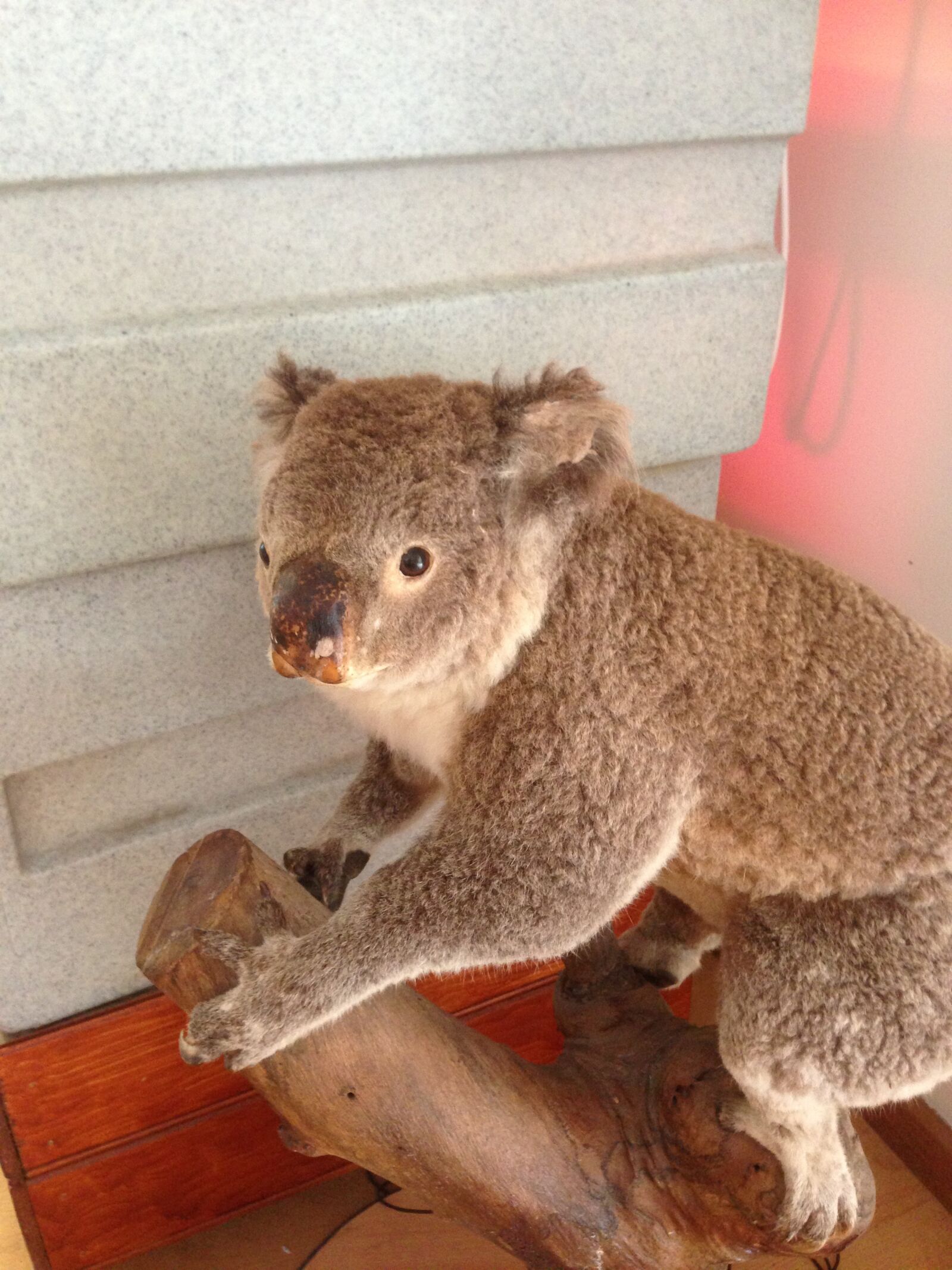 Apple iPhone 5 sample photo. Koala, fur, nature photography