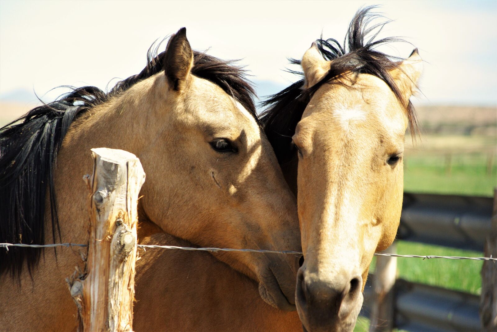 Pentax K200D sample photo. Horses, equines, love photography