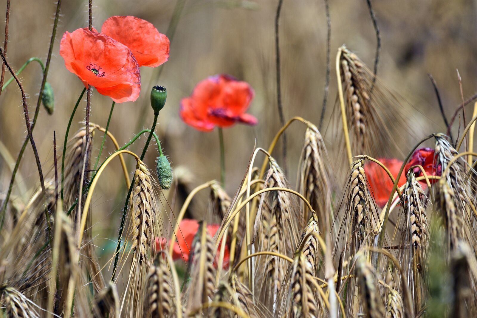 Nikon D3400 sample photo. Poppy, poppies, corn photography