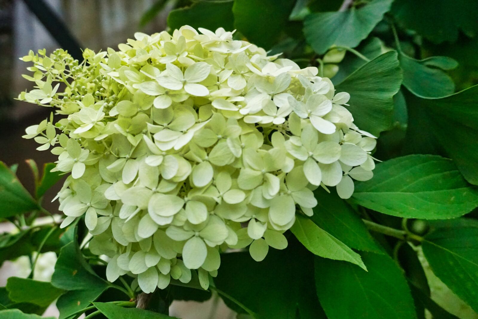 Sony E 16-50mm F3.5-5.6 PZ OSS sample photo. Hydrangea, greenhouse hydrangea, flowers photography