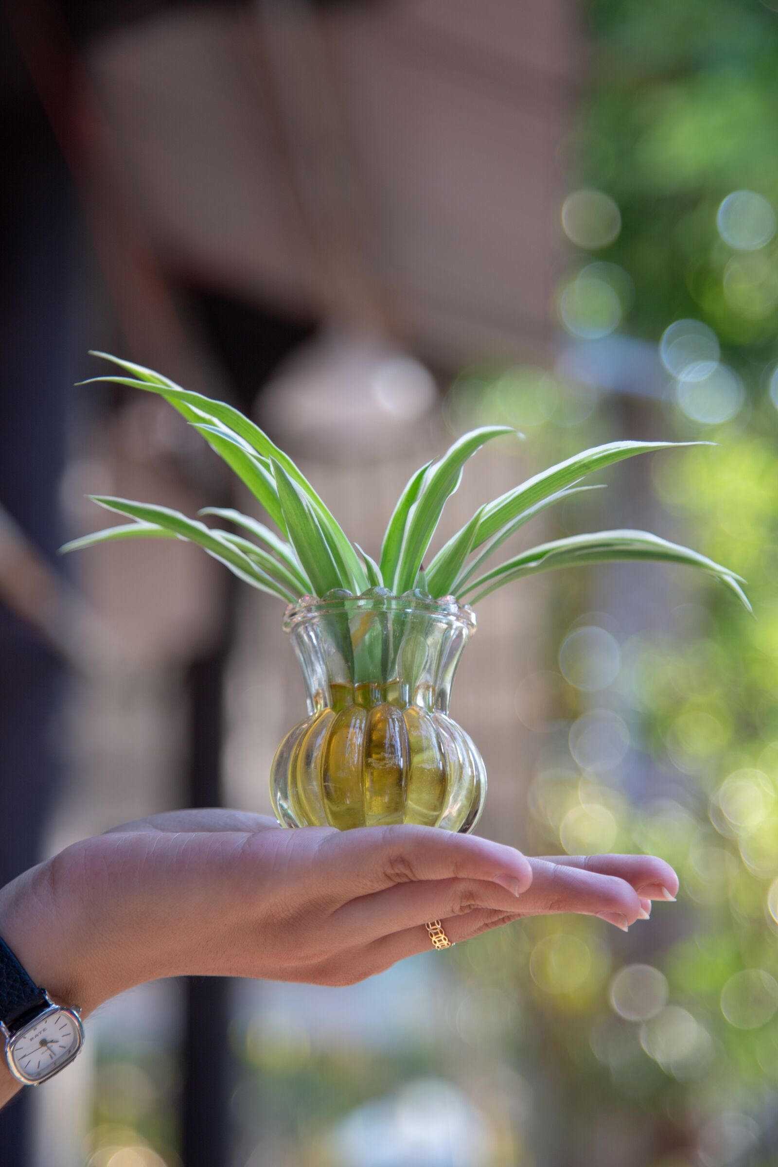 Canon EOS 6D + Canon EF 24-105mm F4L IS USM sample photo. Green, sprout, plant photography