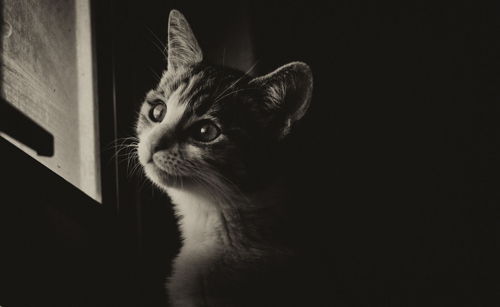 Nikon D7000 sample photo. Cat, kitten, pet photography