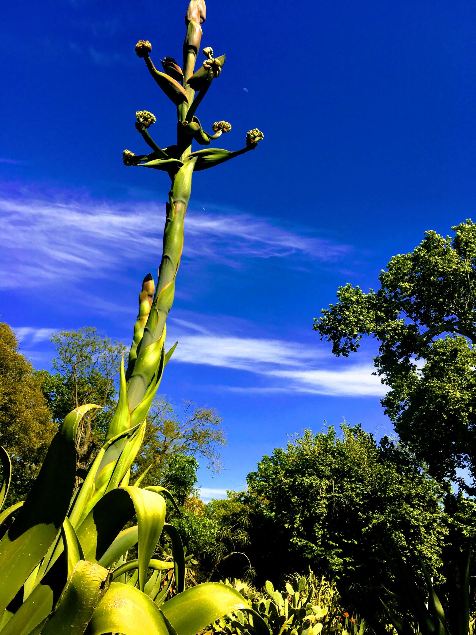 Apple iPhone 6s Plus sample photo. Algae, blue, sky, flower photography