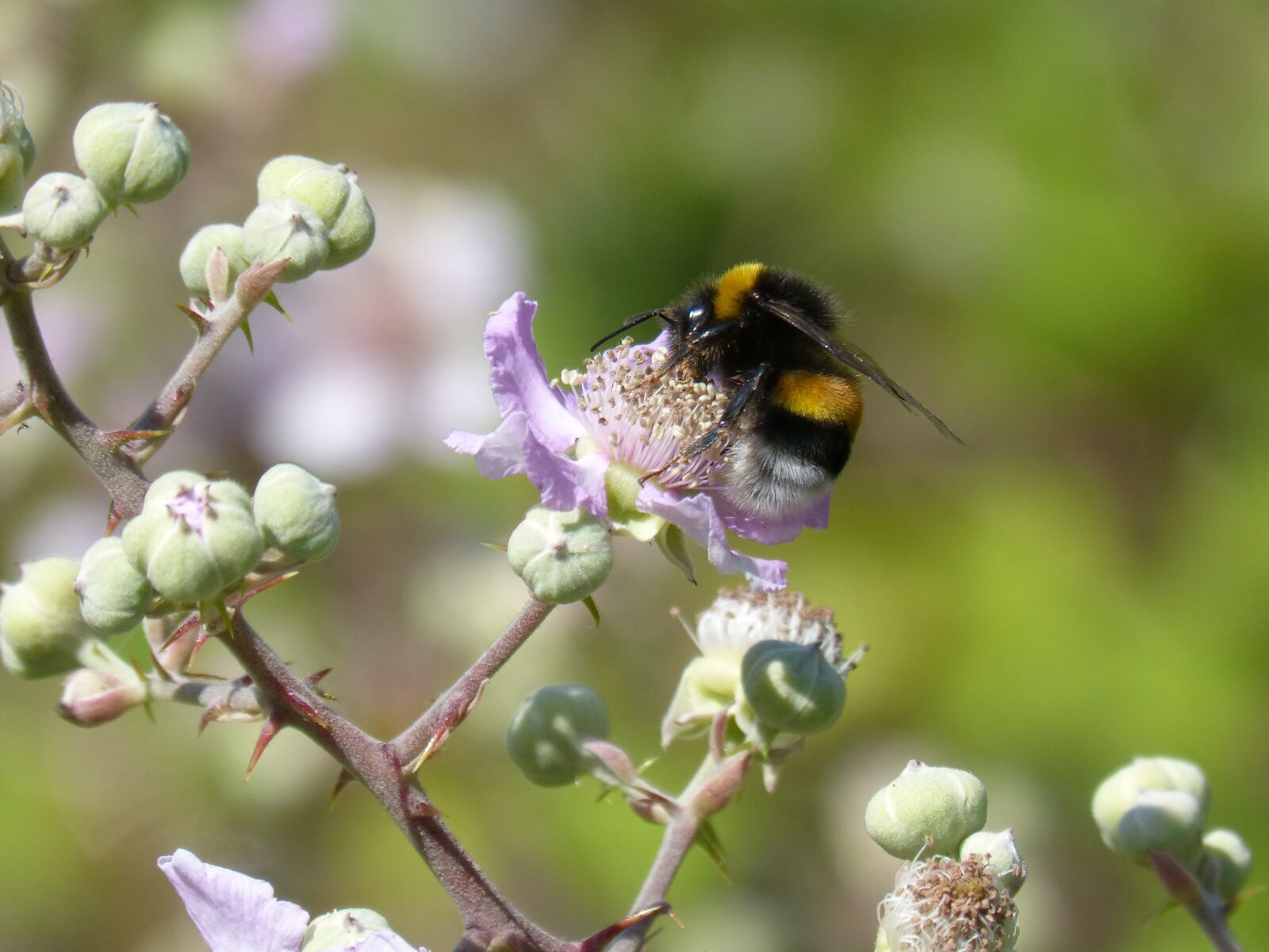 Panasonic DMC-FZ62 sample photo. Drone, bumblebee, libar photography