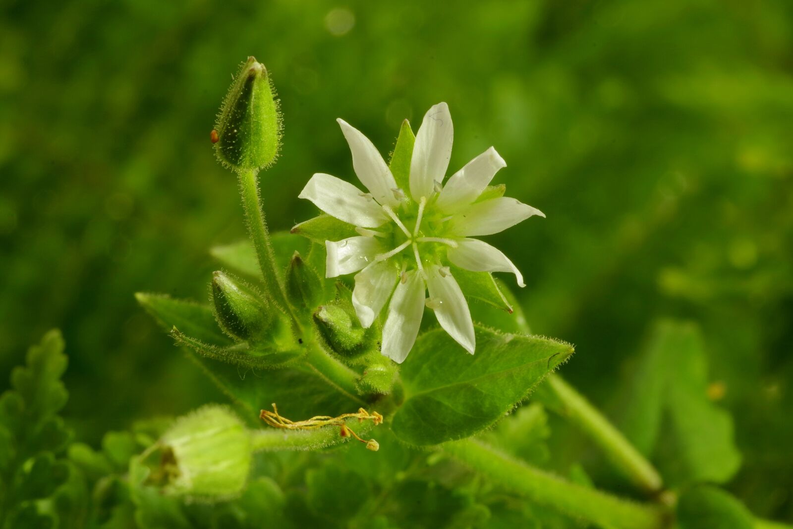 Pentax K-S2 sample photo. Flower, white, clear photography