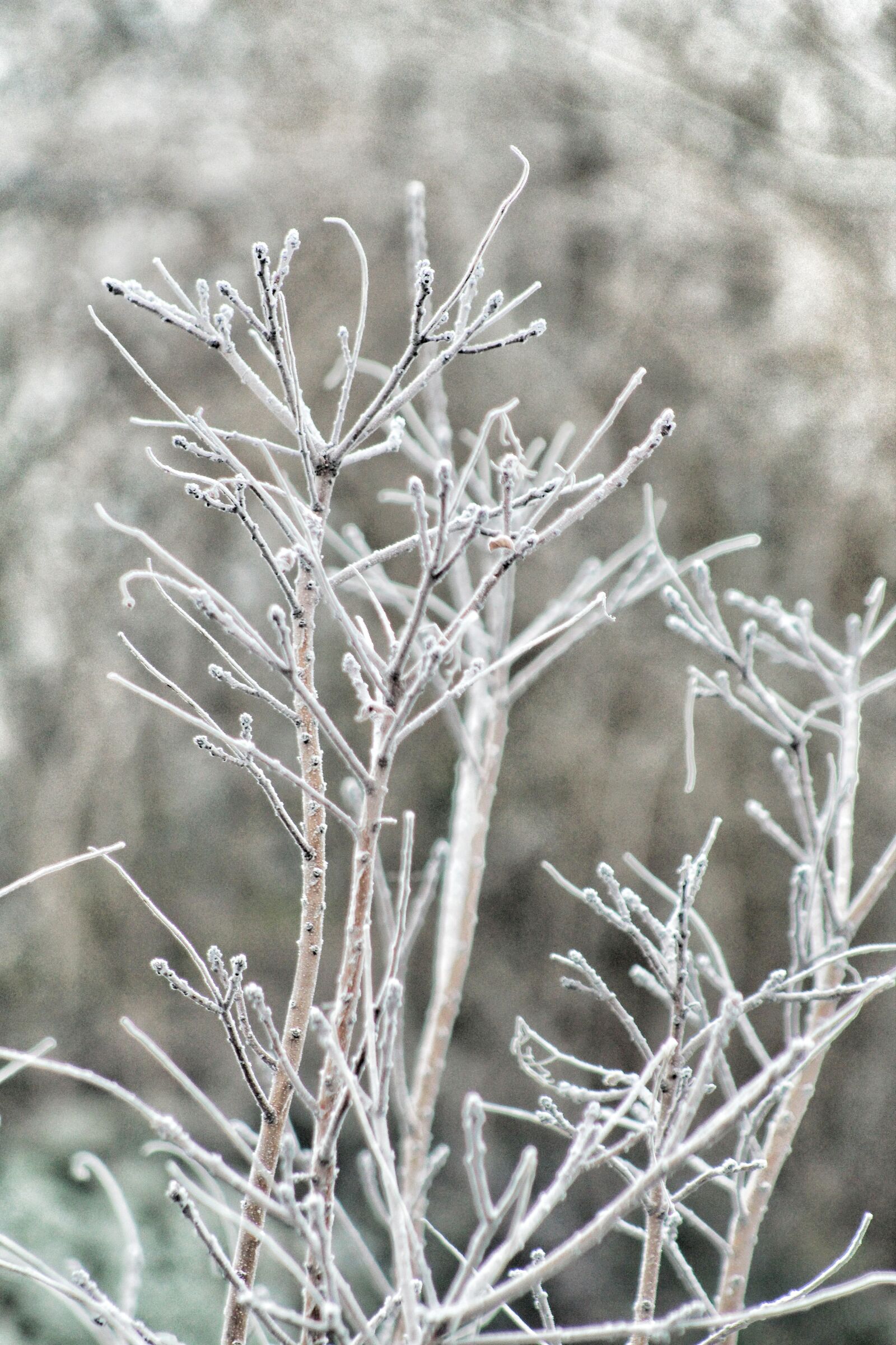 Canon EF75-300mm f/4-5.6 sample photo. Winter, november, december photography