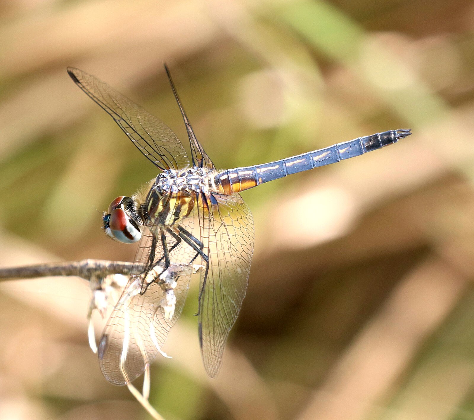 Canon EOS 750D (EOS Rebel T6i / EOS Kiss X8i) sample photo