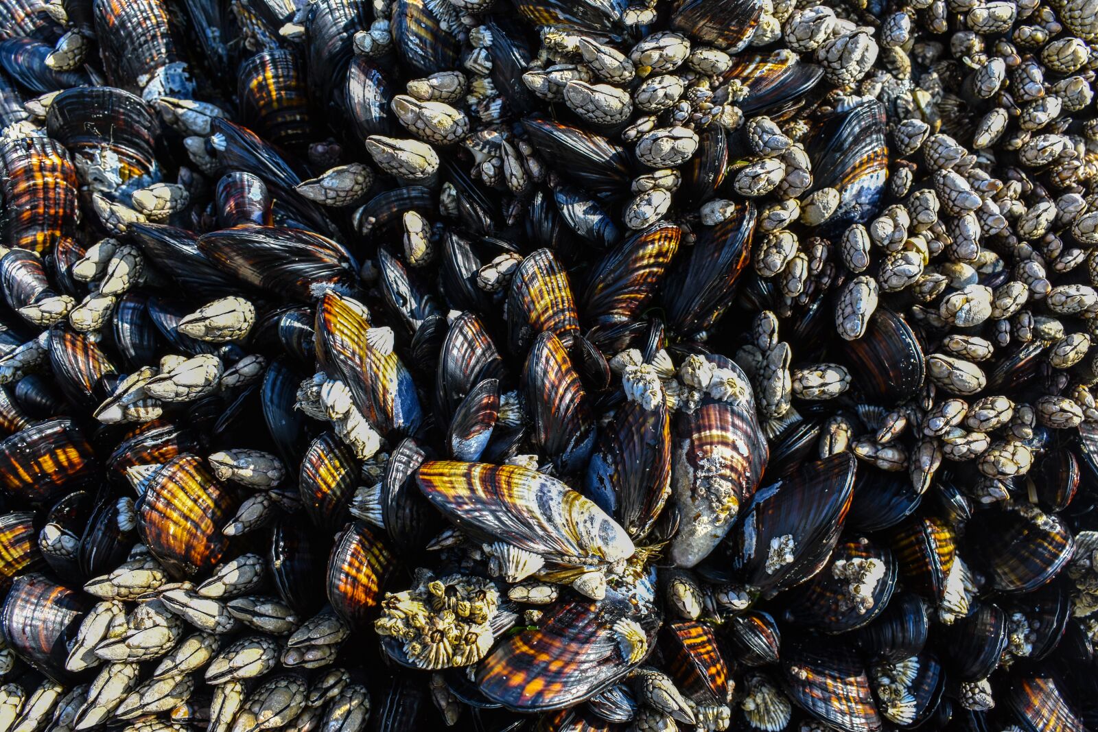 Nikon D3400 sample photo. Sea life, clam, mussels photography