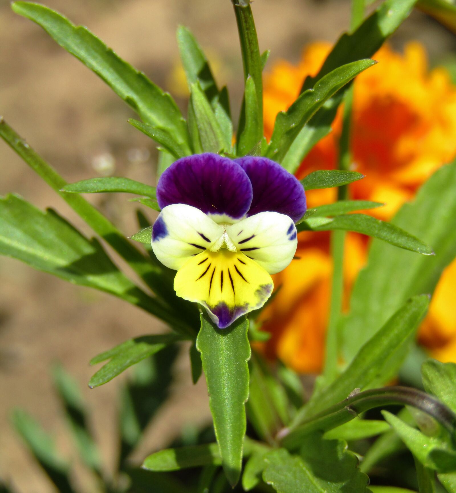 Canon POWERSHOT SX432 IS sample photo. Pansy, 400–500, white photography