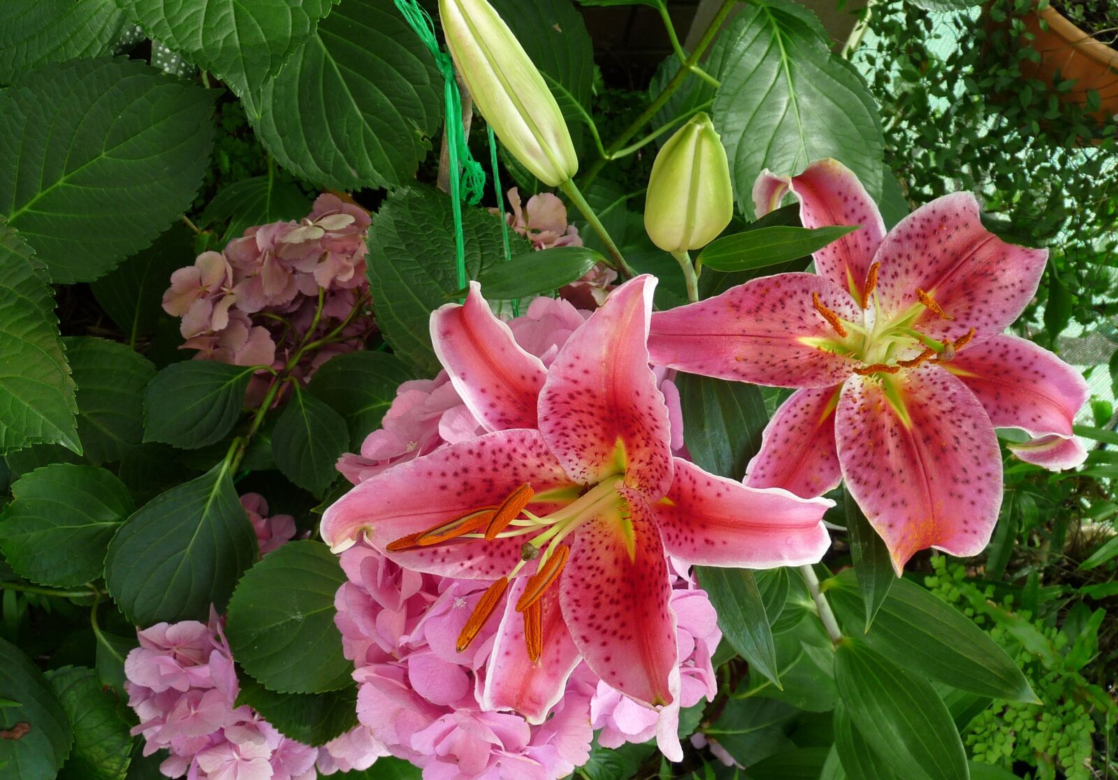 Panasonic Lumix DMC-FZ28 sample photo. Flowers, fragrant, pink photography