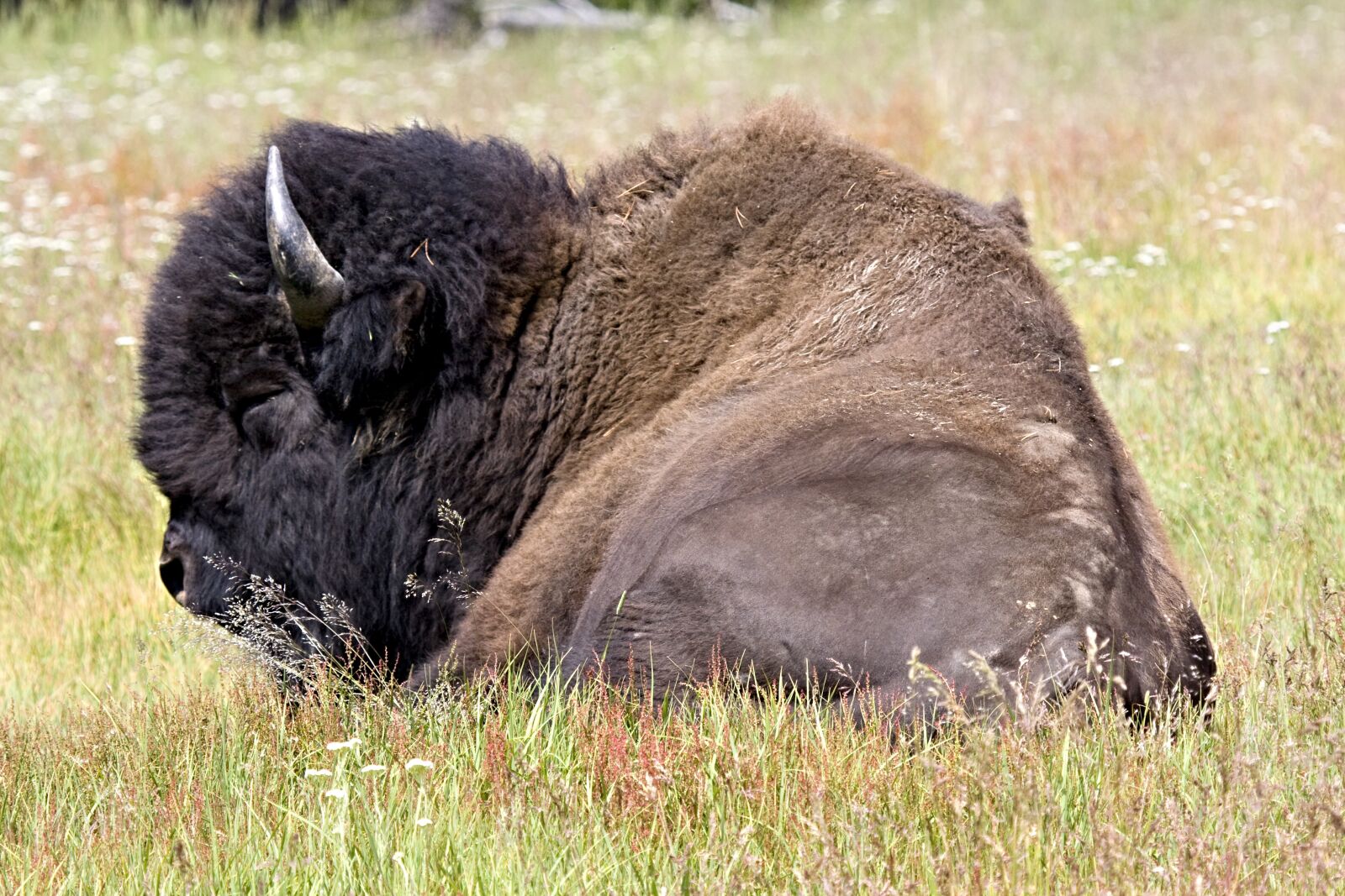 Canon EOS 40D sample photo. Bison, buffalo, lying down photography