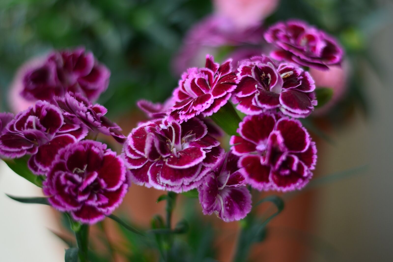 Nikon D5100 sample photo. Flower, green, plant photography
