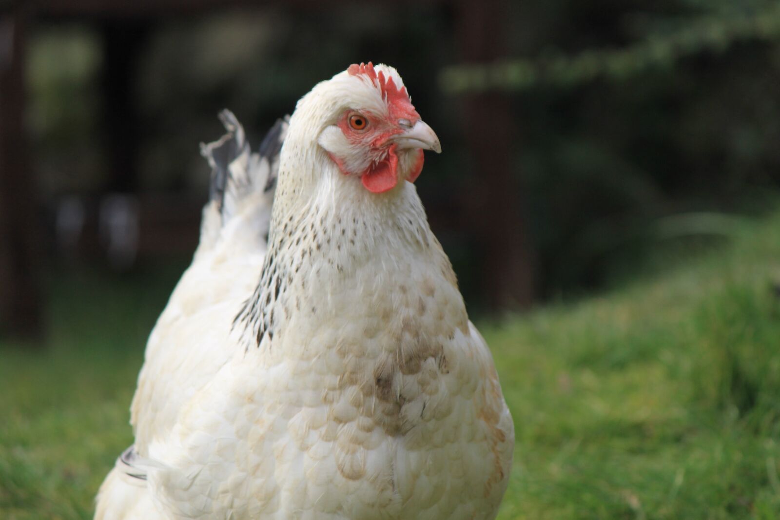 Canon EOS 1100D (EOS Rebel T3 / EOS Kiss X50) sample photo. Chicken, hen, beak photography