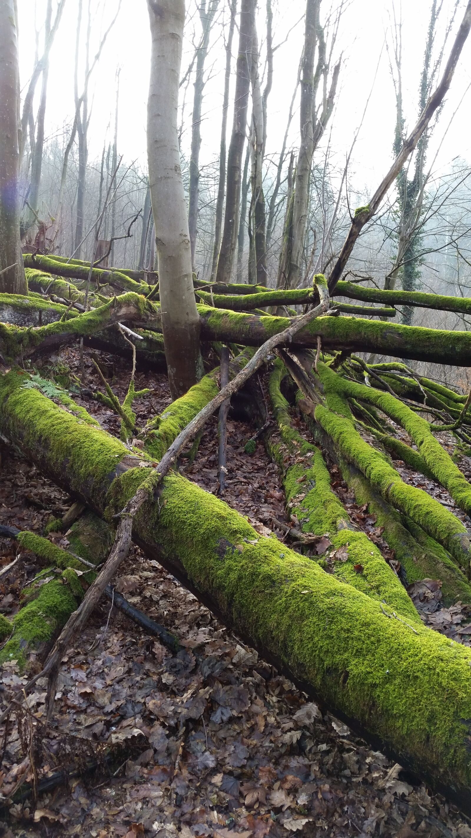 Samsung Galaxy S5 sample photo. Moss, trees, forest photography