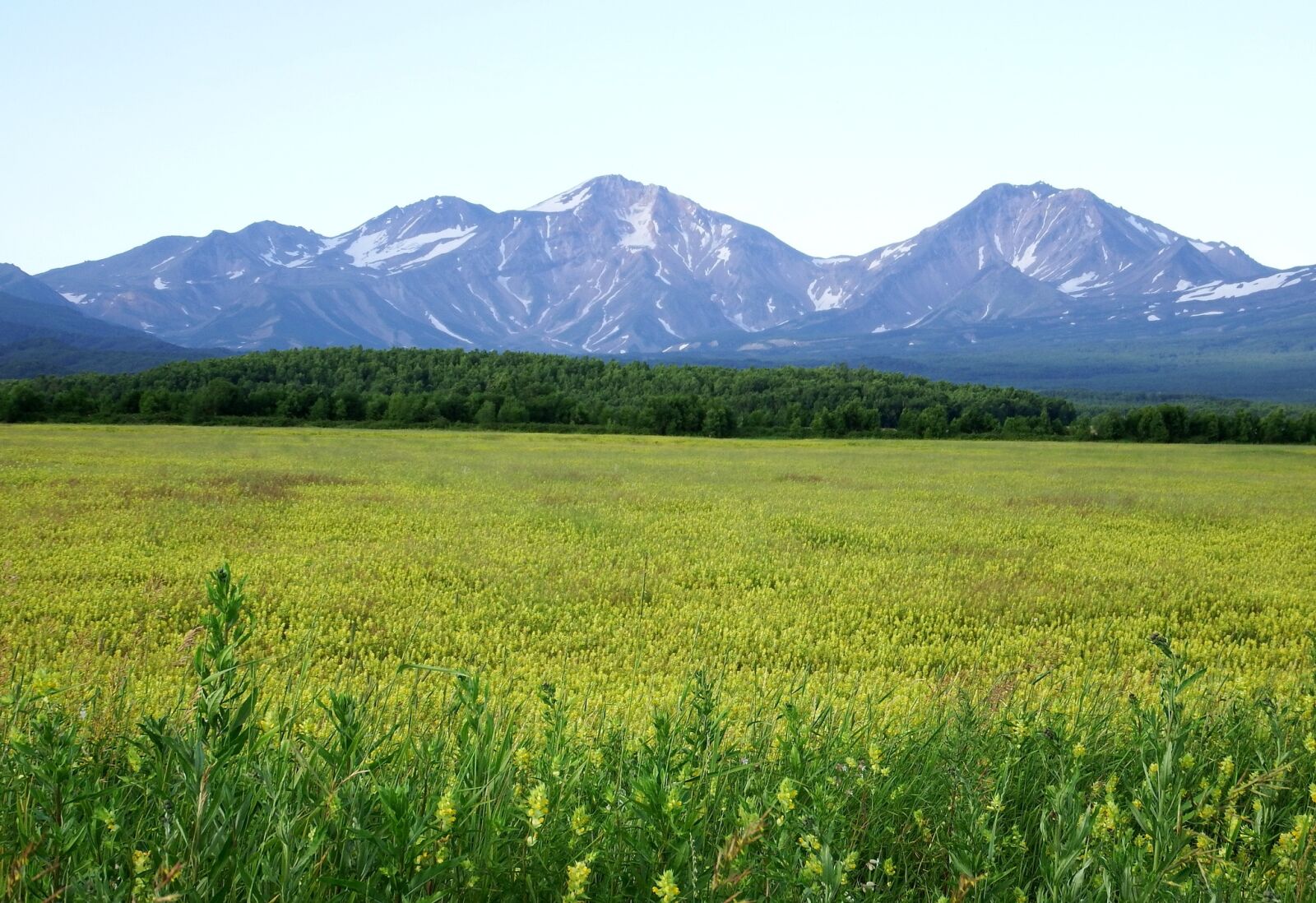 Fujifilm FinePix S1 sample photo. Field, meadow, glade photography