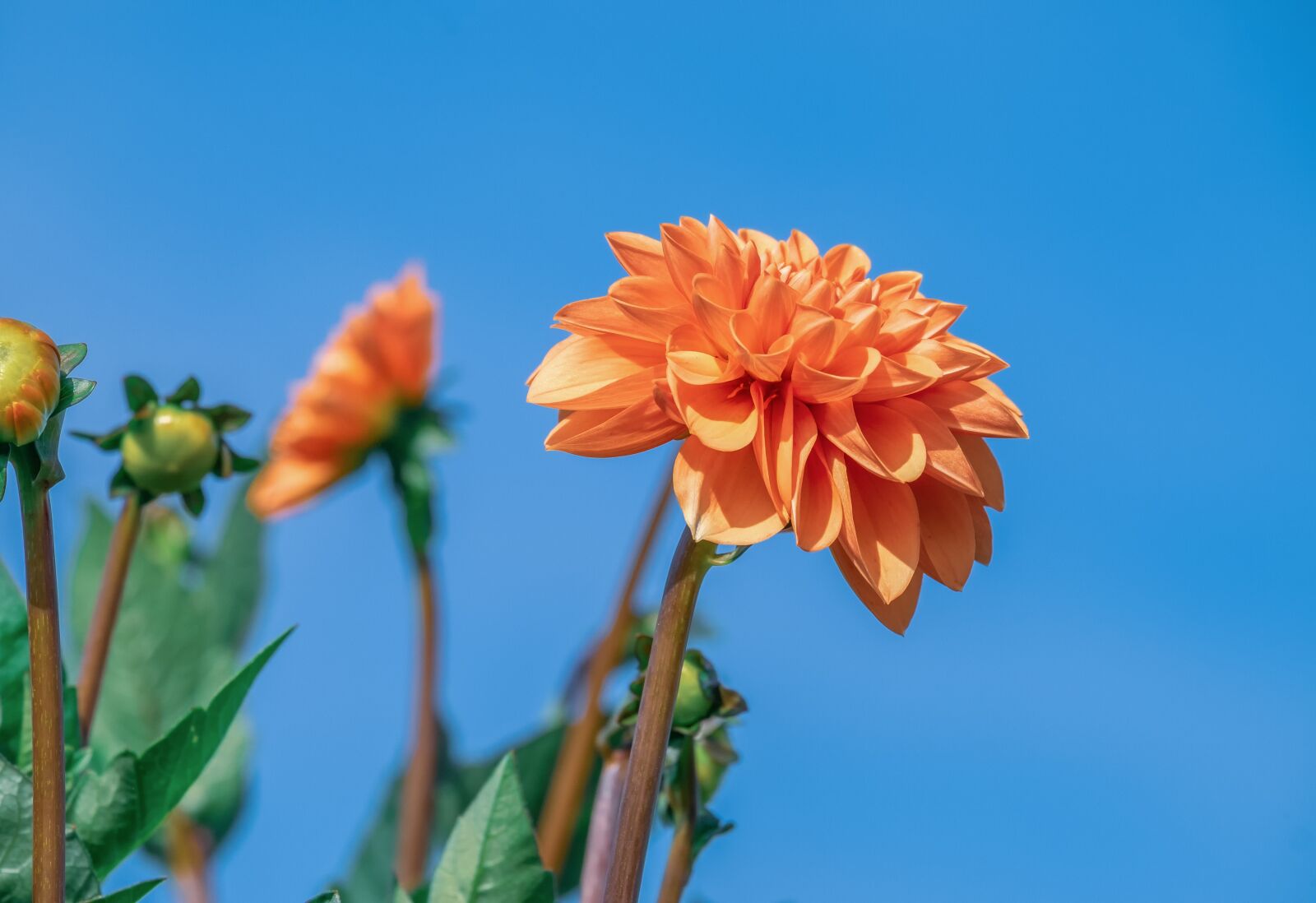 Fujifilm XF 55-200mm F3.5-4.8 R LM OIS sample photo. Dahlia, flower, blossom photography