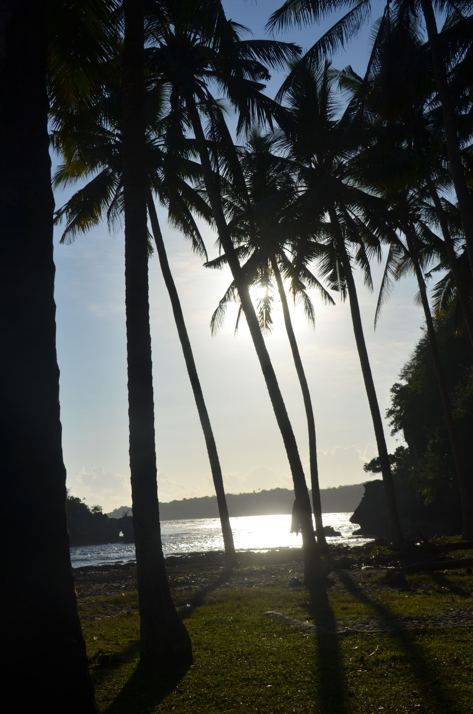 Nikon D7000 sample photo. Sunset, sea, palm photography