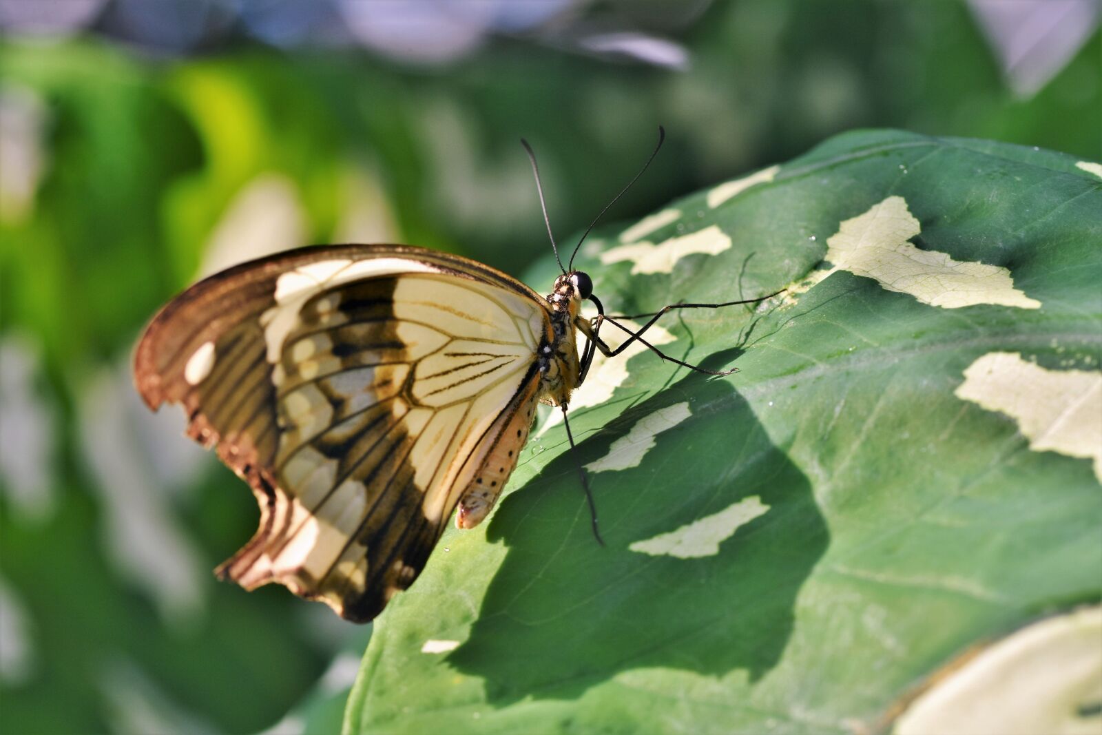 Nikon D7200 sample photo. Butterfly, tropical butterfly, exotic photography