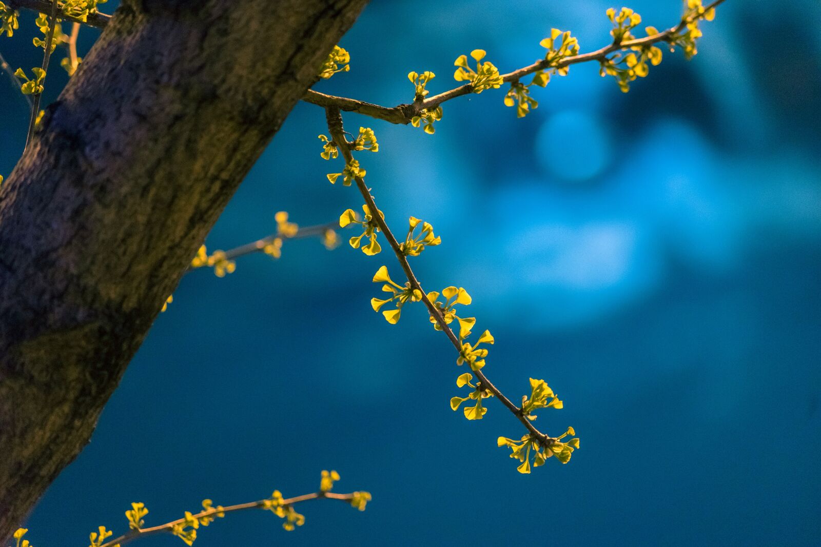 Sony a7 II sample photo. Night, spring, ginkgo photography