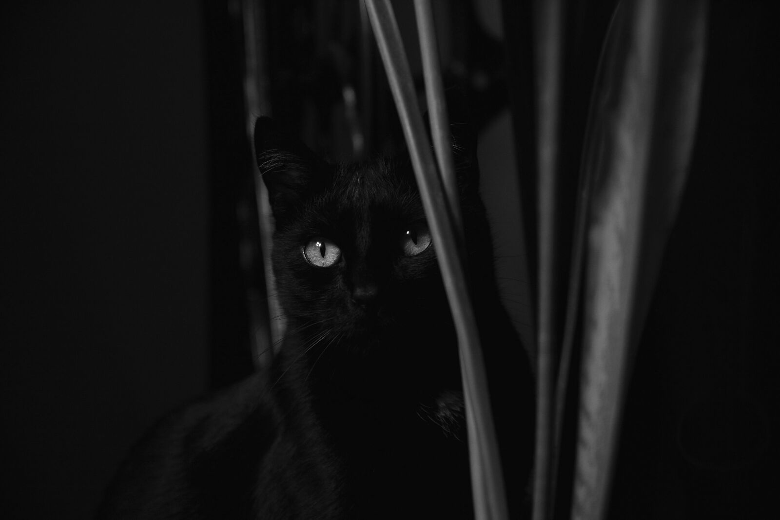 Nikon D7100 sample photo. Cat, black and white photography