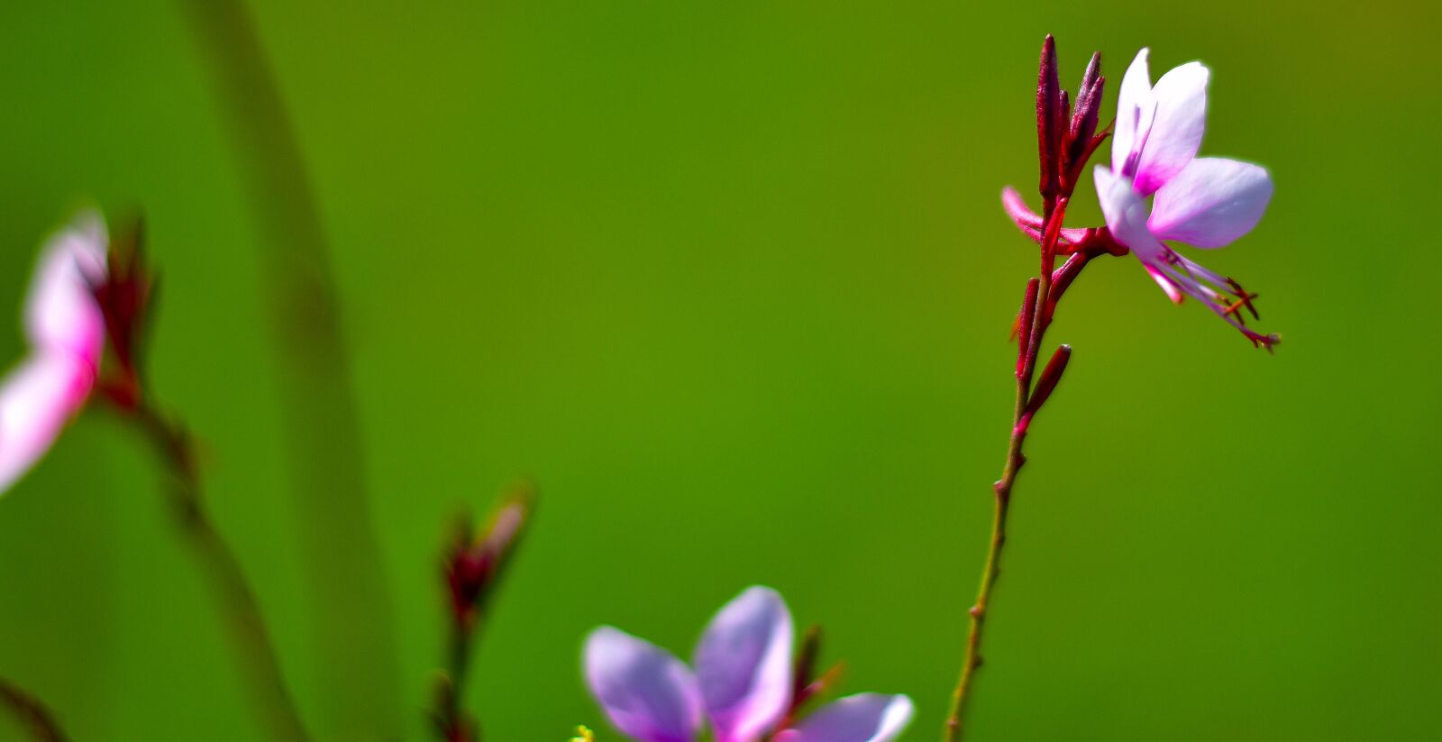 Nikon D5500 sample photo. Flower, bloom, pink gaura photography