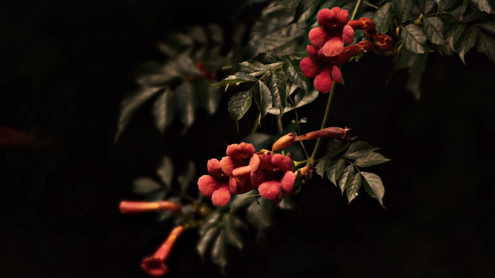Nikon D7100 sample photo. Flower, petal, leaves photography