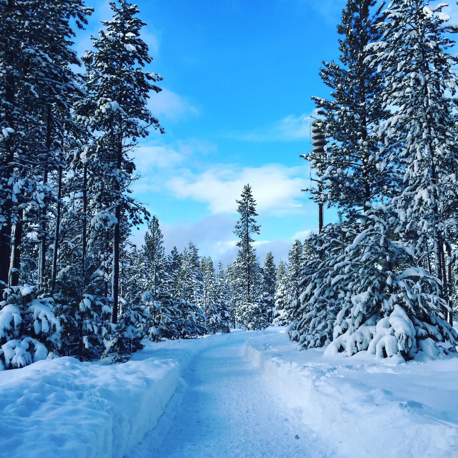 Apple iPhone 6 sample photo. Winter, snow, trees photography