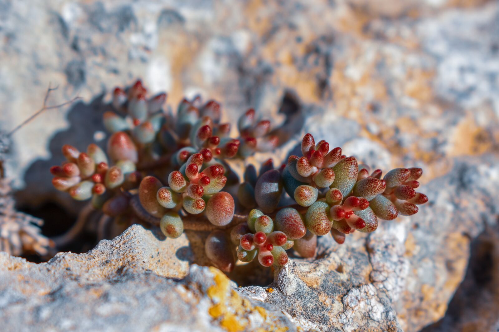 Nikon D3400 sample photo. Formentera, plant, fleshy photography