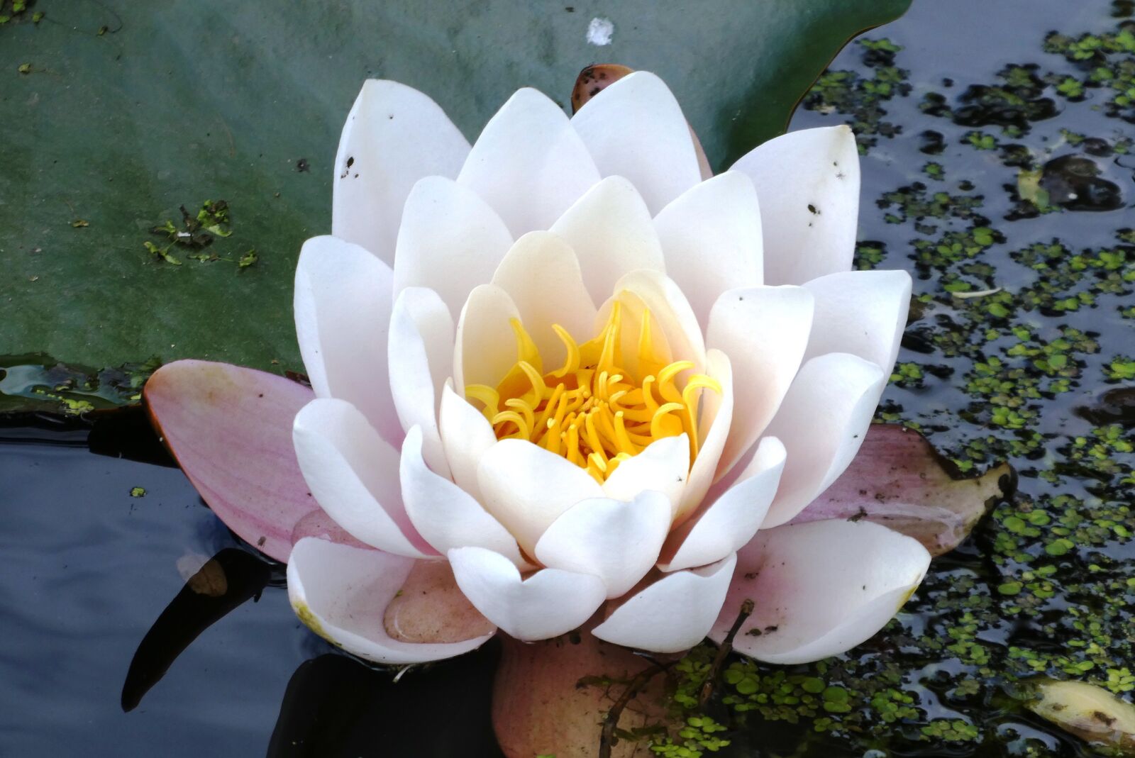Panasonic Lumix DC-ZS70 (Lumix DC-TZ90) sample photo. Water lily, ditch, flower photography