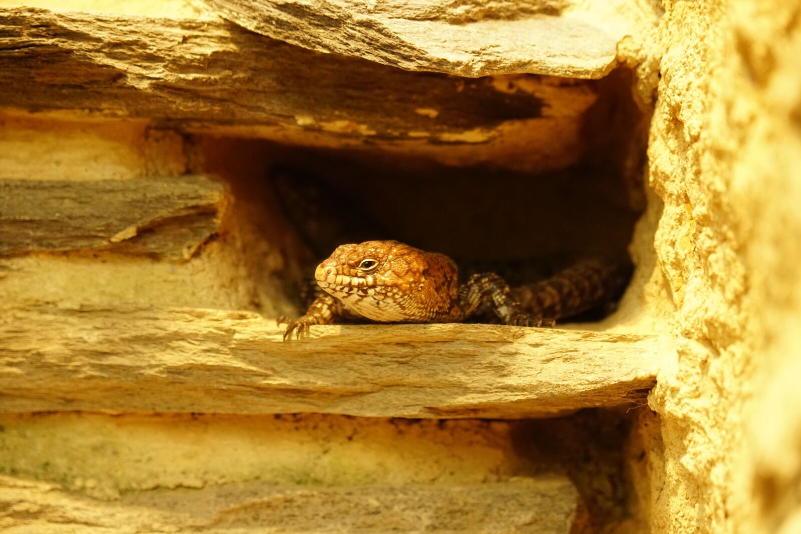 Sony Vario-Tessar T* E 16-70mm F4 ZA OSS sample photo. Reptile, lizard, animal photography