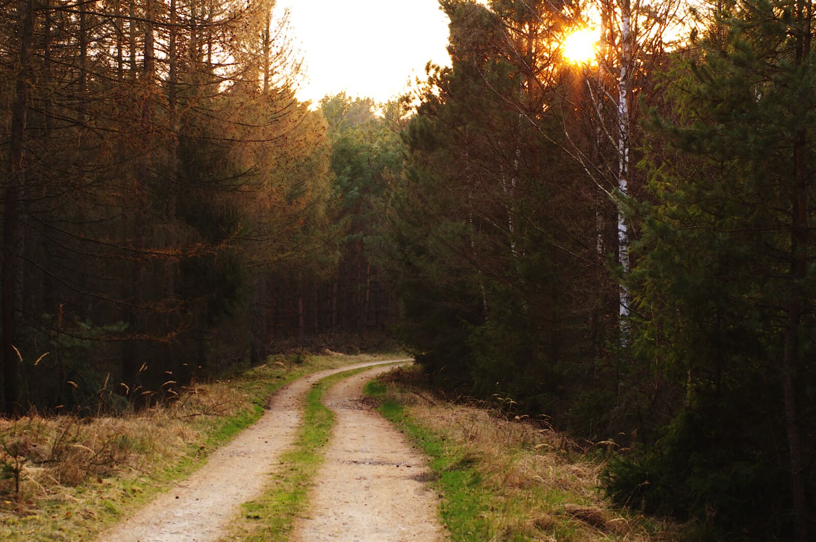 Pentax K-r sample photo. The path, forest, tree photography