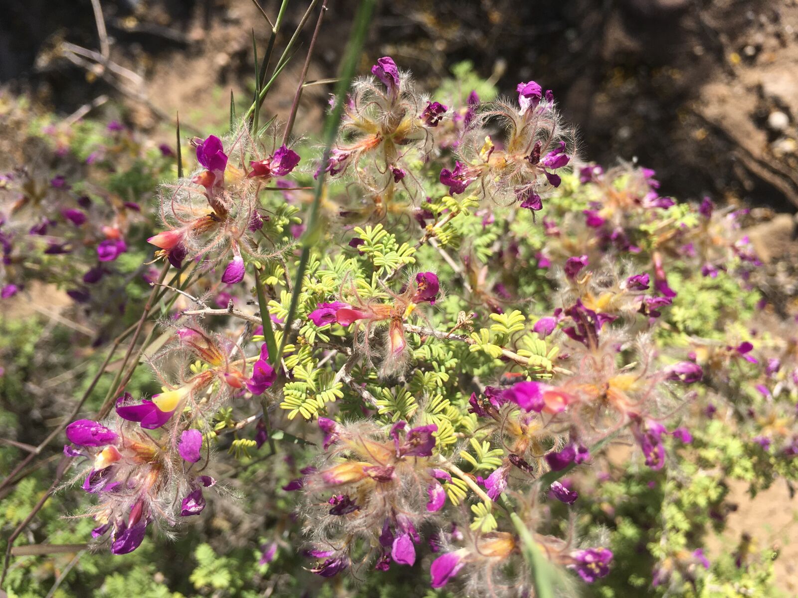 iPhone 6s Plus back camera 4.15mm f/2.2 sample photo. Desert flower, chihuahuan desert photography