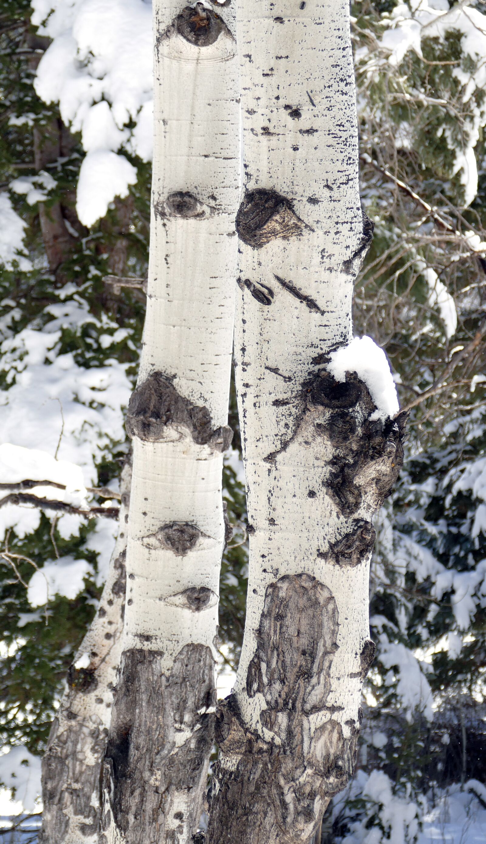 Panasonic Lumix DMC-FZ1000 sample photo. Aspen, aspen in snow photography