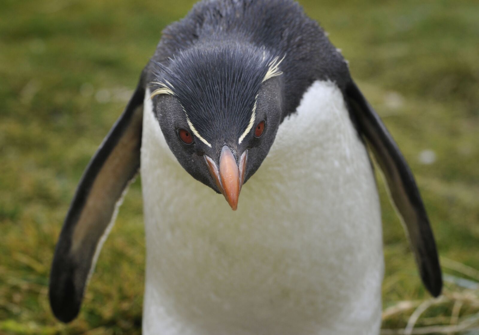 Nikon D300 sample photo. Bird, animal world, nature photography