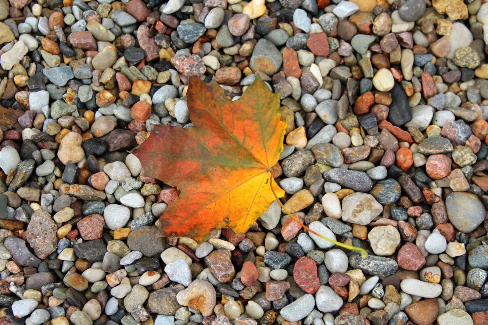 Canon EOS 1200D (EOS Rebel T5 / EOS Kiss X70 / EOS Hi) sample photo. Leaf, autumn, collapse photography