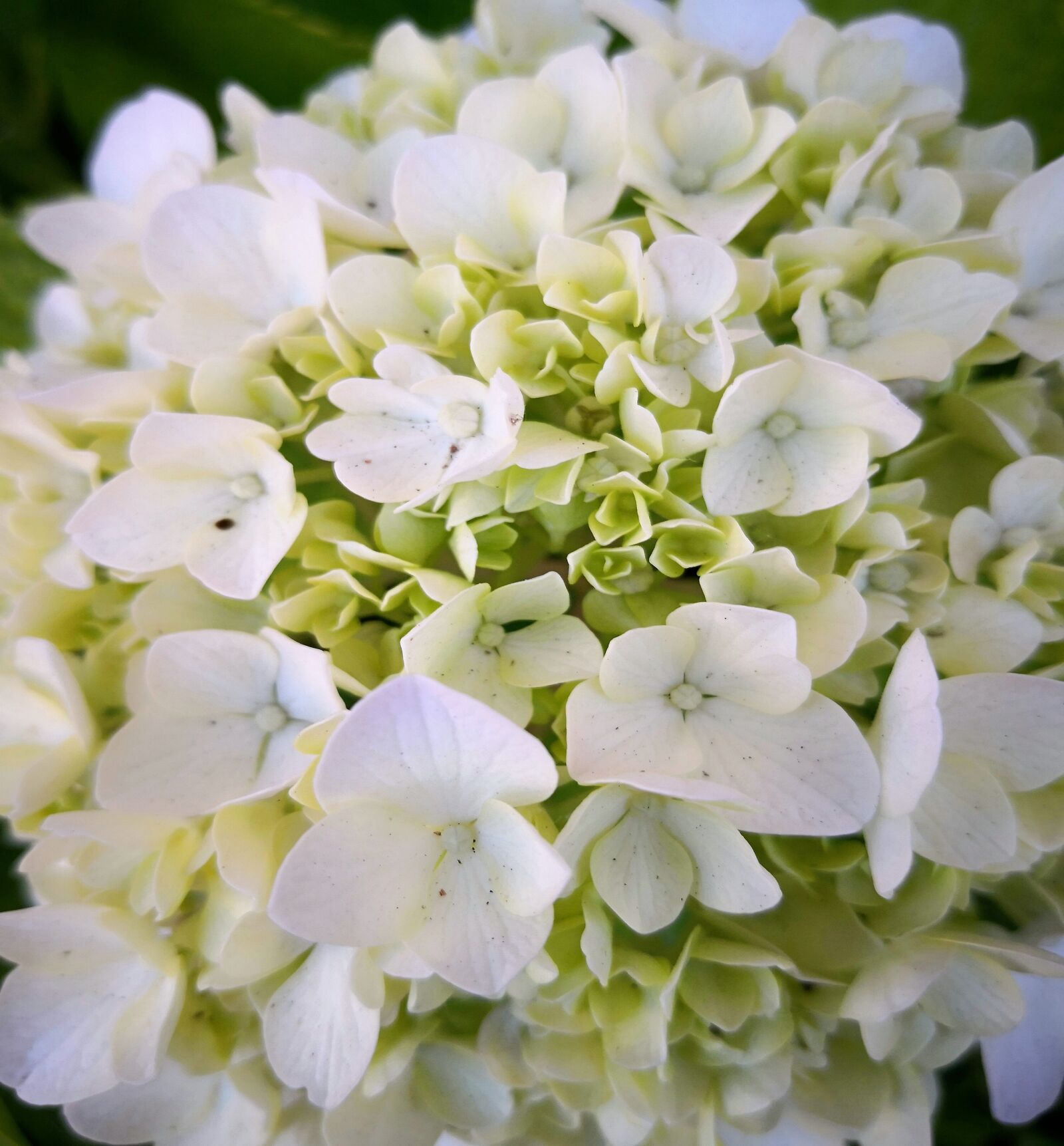 HUAWEI Mate 10 Pro sample photo. Flowers, white, spring photography